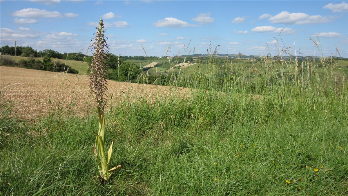 orchis bouc à Cordes sur Ciel