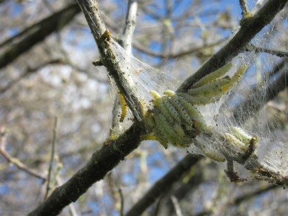 Hyponomeutes du cerisier sauvage: chenille