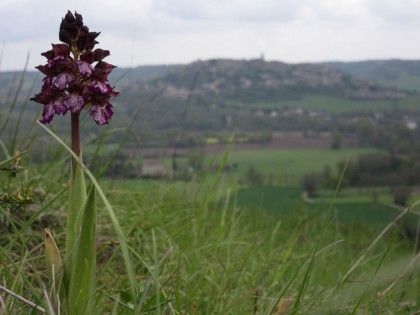 Orchis pourpre et Cordes sur Ciel