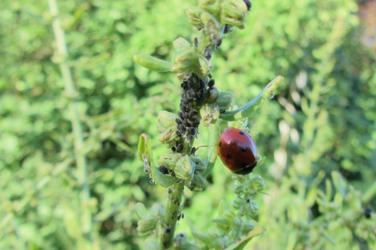 Coccinelles et pucerons