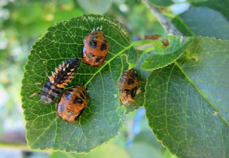 Famille coccinelles