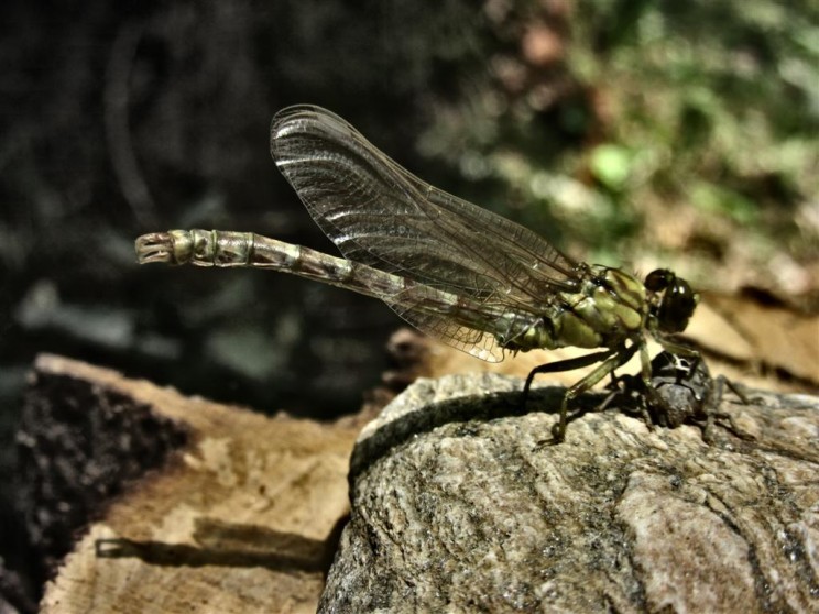 Libellule, séchage des ailes