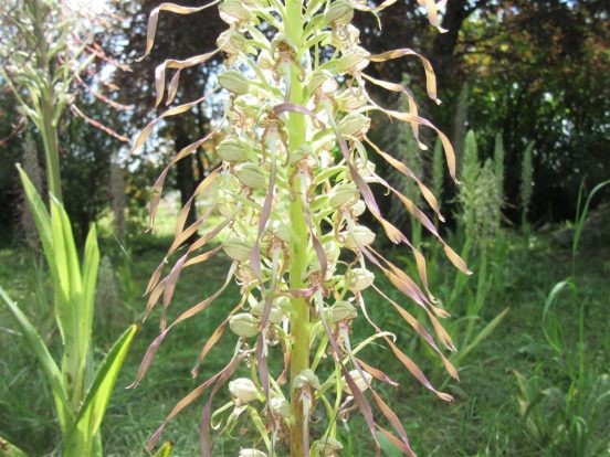 Hymantoglossum de La Couronne