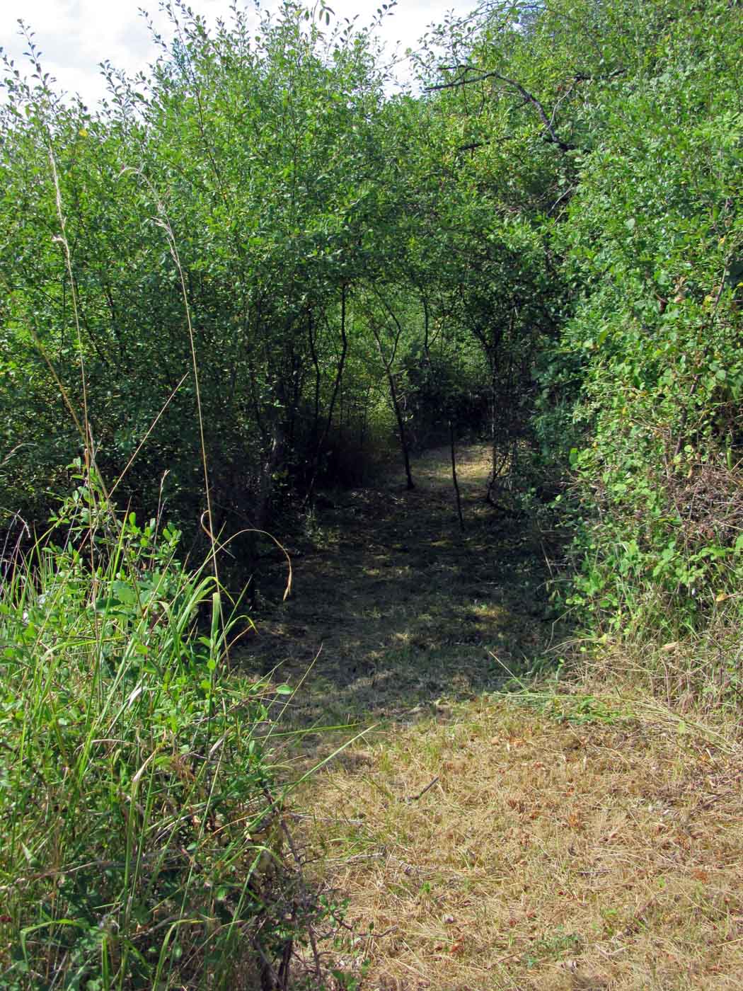 Le Labyrinthe de La Couronne - Tunnel de verdure